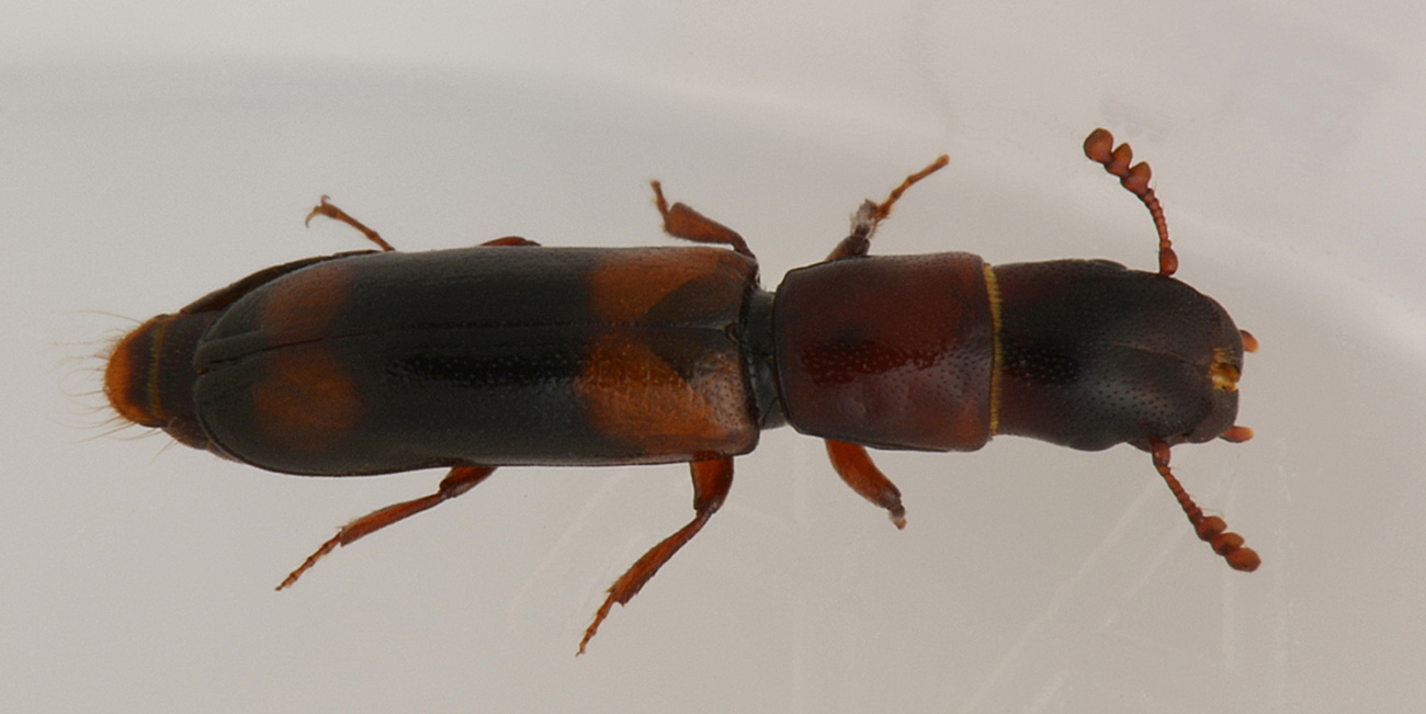Trogositidae:   Nemozoma caucasicum